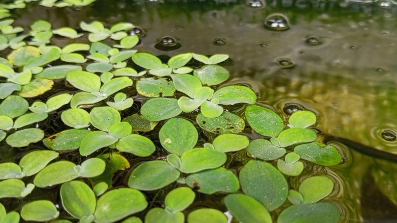 一种叫做亚马逊蛙的水生植物，或者它的学名是Limnobium laevigatum，它生活在池塘里视频素材