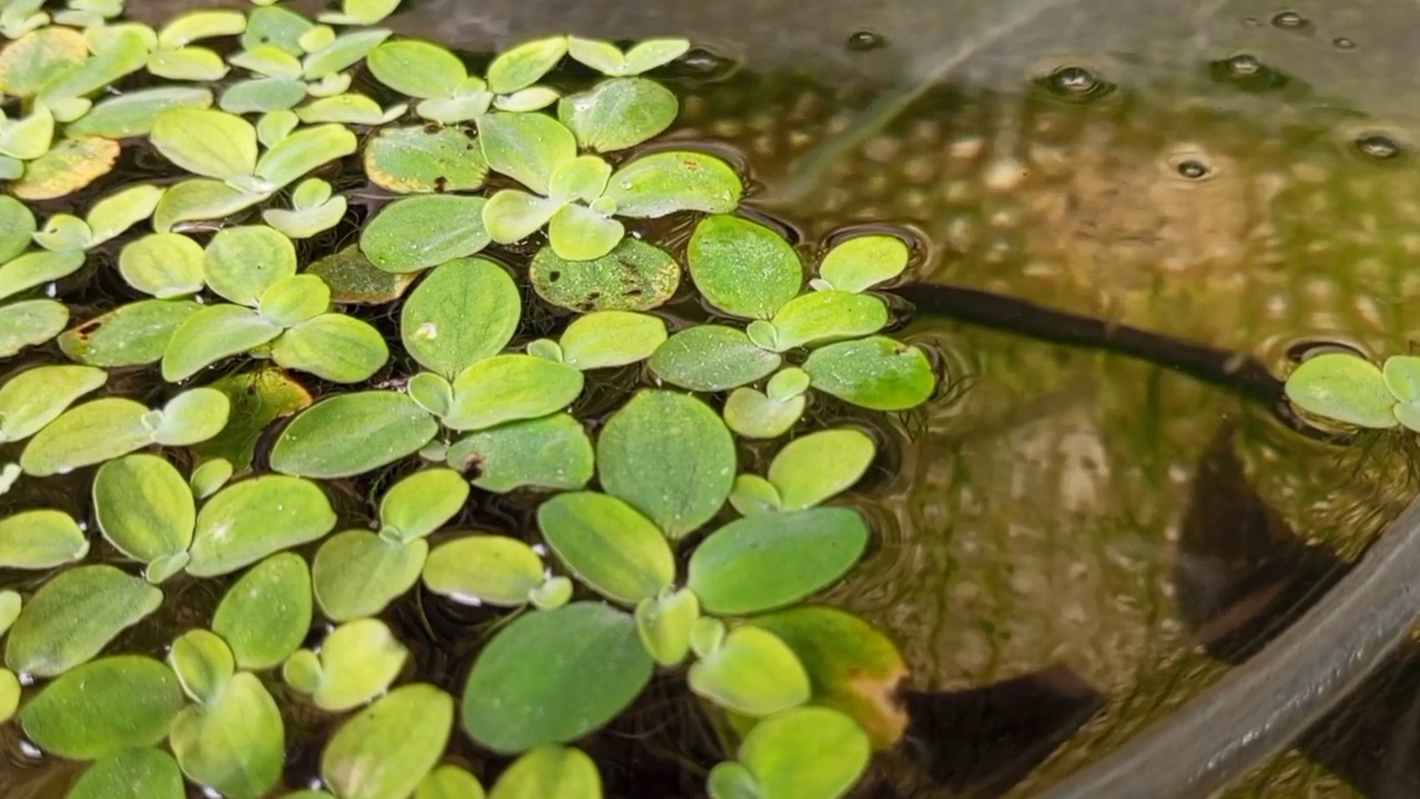 一种水生植物叫做亚马逊frogbit，它的学名是Limnobium laevigatum，生活在池塘里视频素材