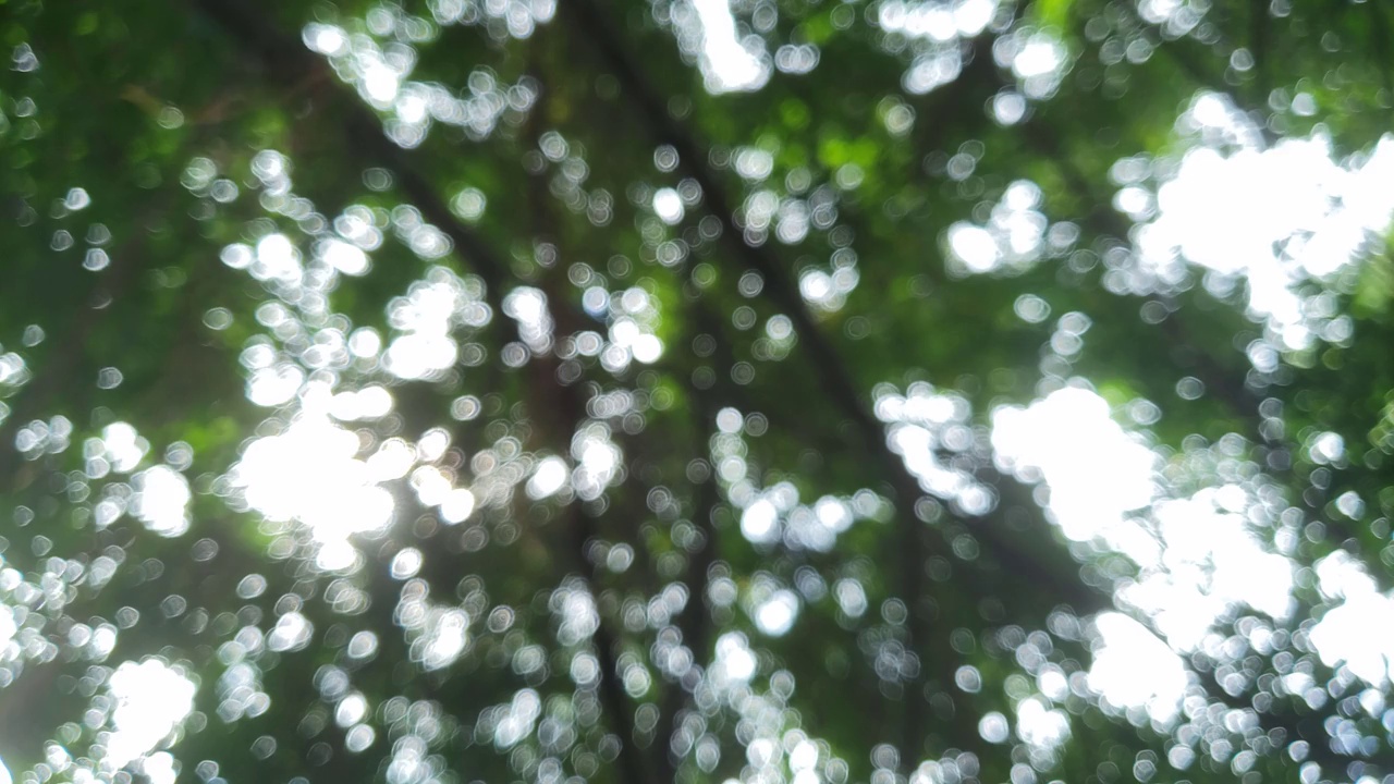 晨光照耀在阴凉的树叶上的散景视频视频素材