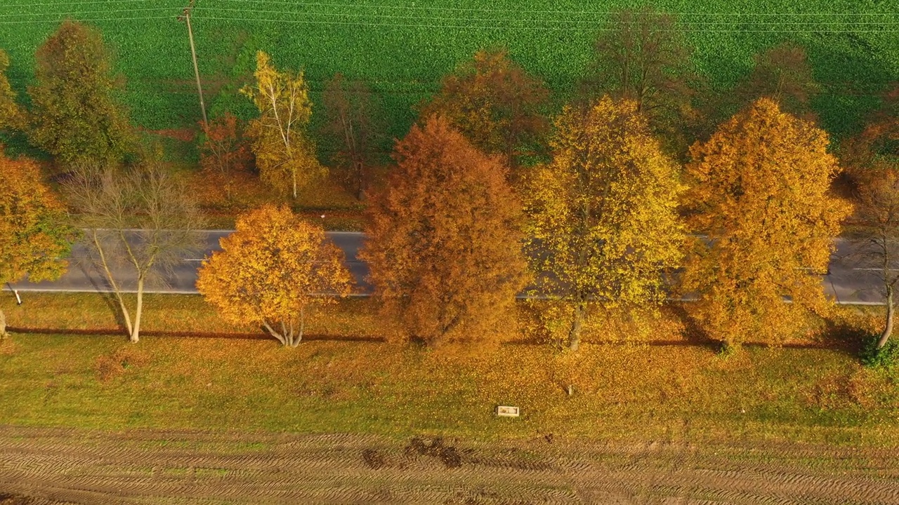 鸟瞰图在美丽的秋天森林在日落。美丽的风景，空旷的乡村公路，红叶橙叶的树木。高速公路穿过公园。俯视图从飞行的无人机。自然视频素材