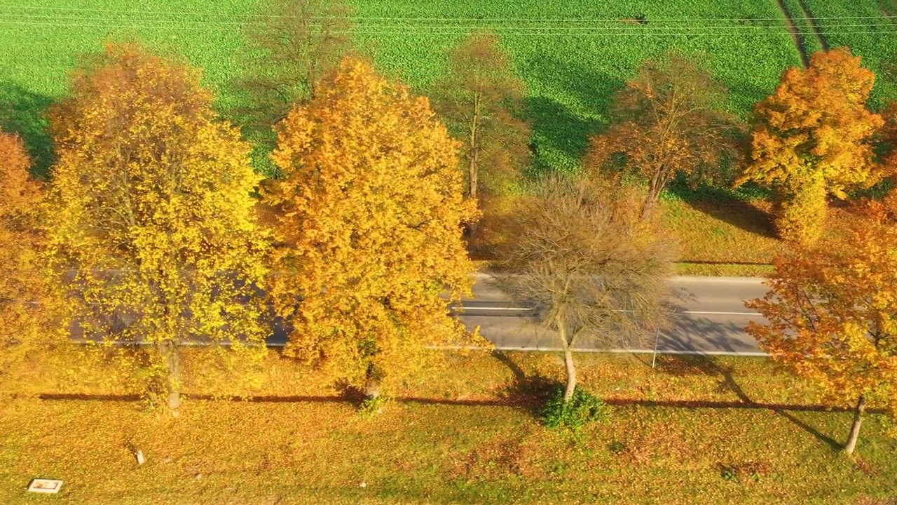 鸟瞰图在美丽的秋天森林在日落。美丽的风景，空旷的乡村公路，红叶橙叶的树木。高速公路穿过公园。俯视图从飞行的无人机。自然视频素材