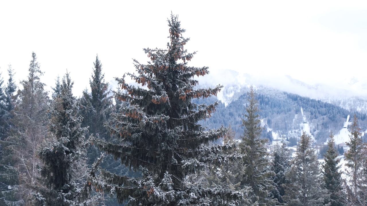 滑雪胜地宁静的冬日早晨。冬天宁静安详的景象。小鸟吃松果的种子。松枝和松果被雪覆盖着。背景是雪山视频素材