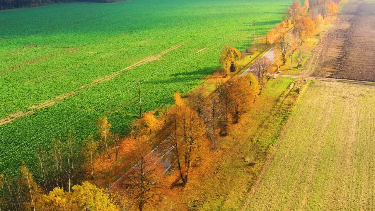 鸟瞰图的道路在美丽的秋天森林日落在农村。美丽的风景，乡村道路和树木的五颜六色的叶子。视频素材