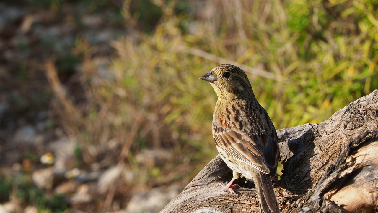 欧洲绿翅雀(Carduelis chloris)雄性的特写，在田野里吃种子。视频素材