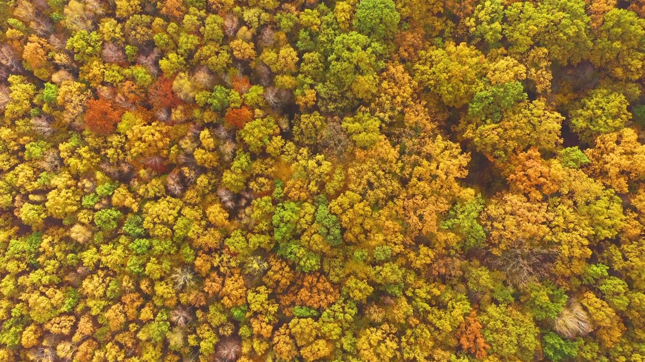 空中俯瞰的秋天森林与绿色和黄色的树木。落叶和针叶林混交林。美丽的秋天风景视频素材