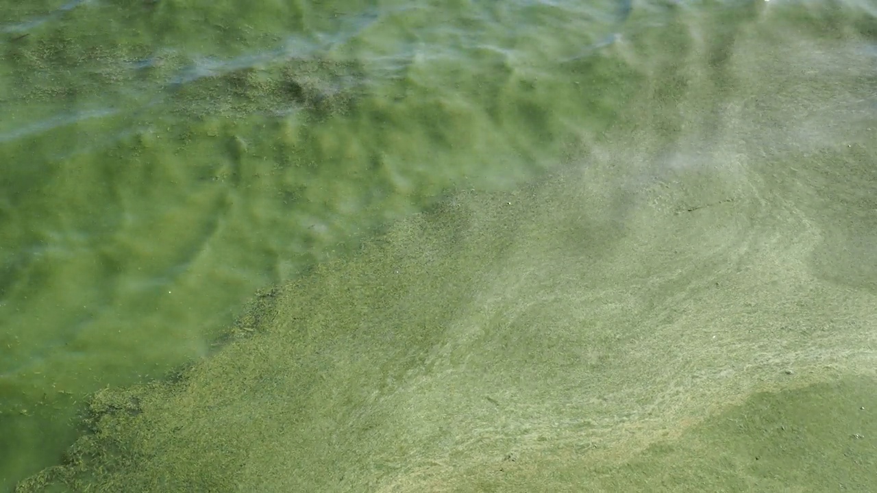 受干旱影响的水库中含氧量低的污染水。视频素材