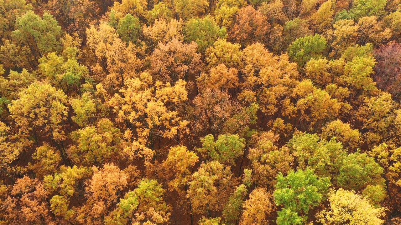 空中俯瞰的秋天森林与绿色和黄色的树木。落叶和针叶林混交林。美丽的秋天风景视频素材