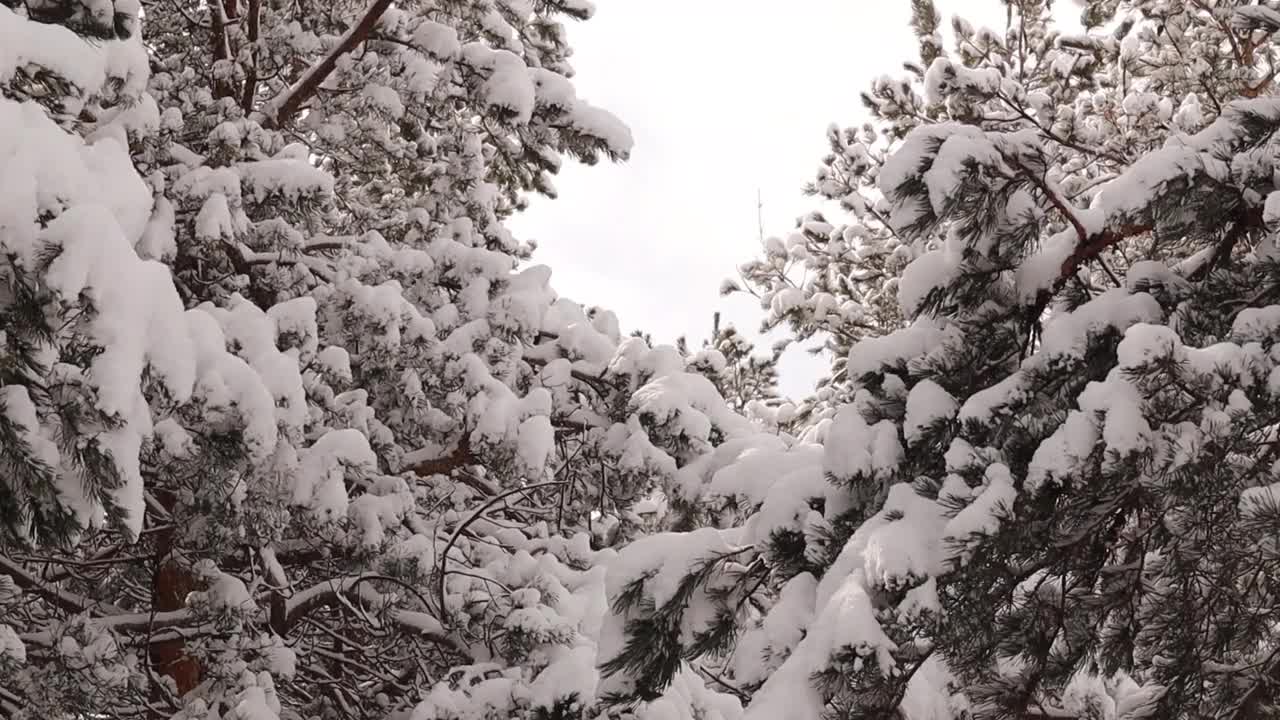 乌鸦飞过白雪覆盖的树木。
雪从树上落下，松树上。
土耳其埃尔祖鲁姆市的森林。
美丽的冬季景观与自然的声音。
野生动物,野生自然视频素材