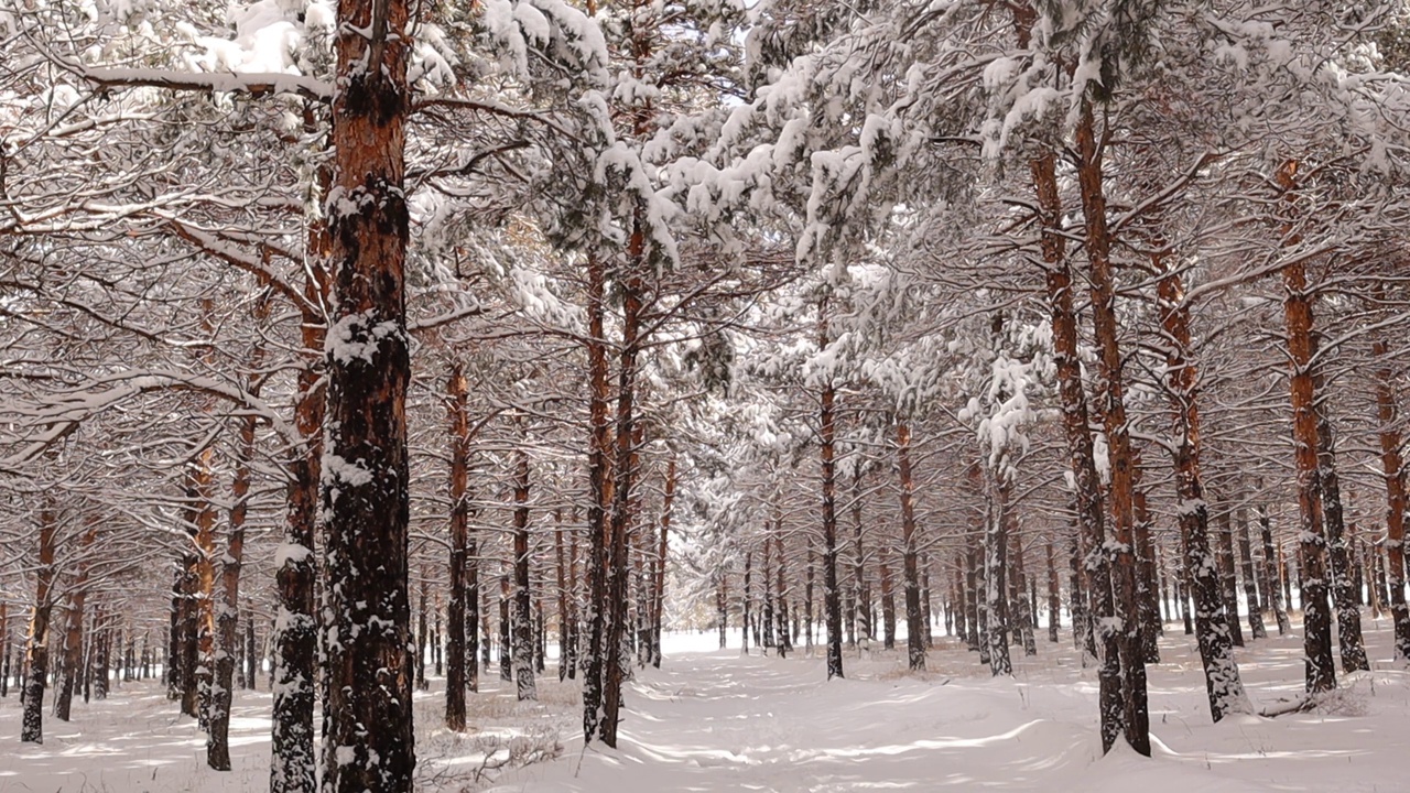 美丽的冬季景观有白雪覆盖的树木、松树。
雪从树上落下。
土耳其埃尔祖鲁姆市的森林。
自然声音(乌鸦)。
野生动物，野生自然，山林。视频素材