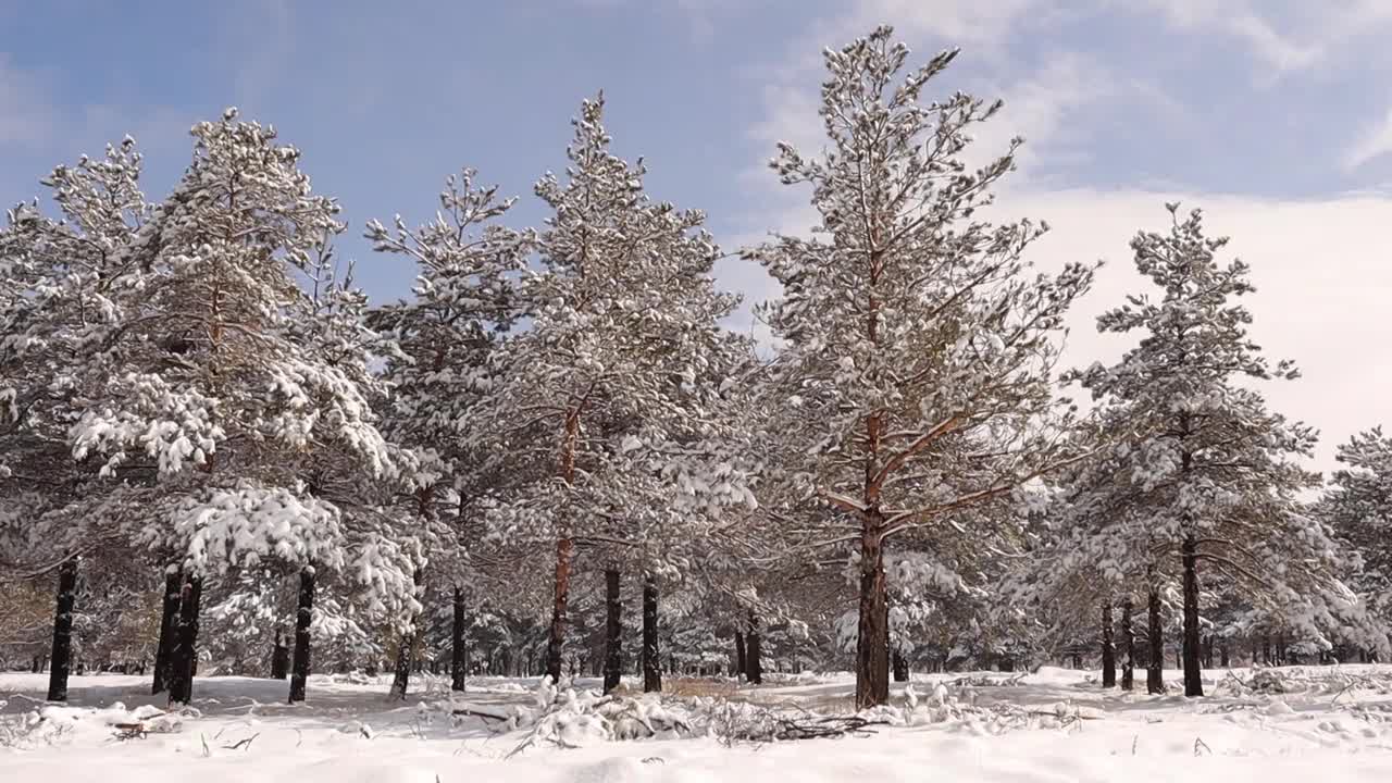 美丽的冬季景观有白雪覆盖的树木、松树。
雪从树上落下。
土耳其埃尔祖鲁姆市的森林。
自然声音(乌鸦)。
野生动物，野生自然，山林。视频素材