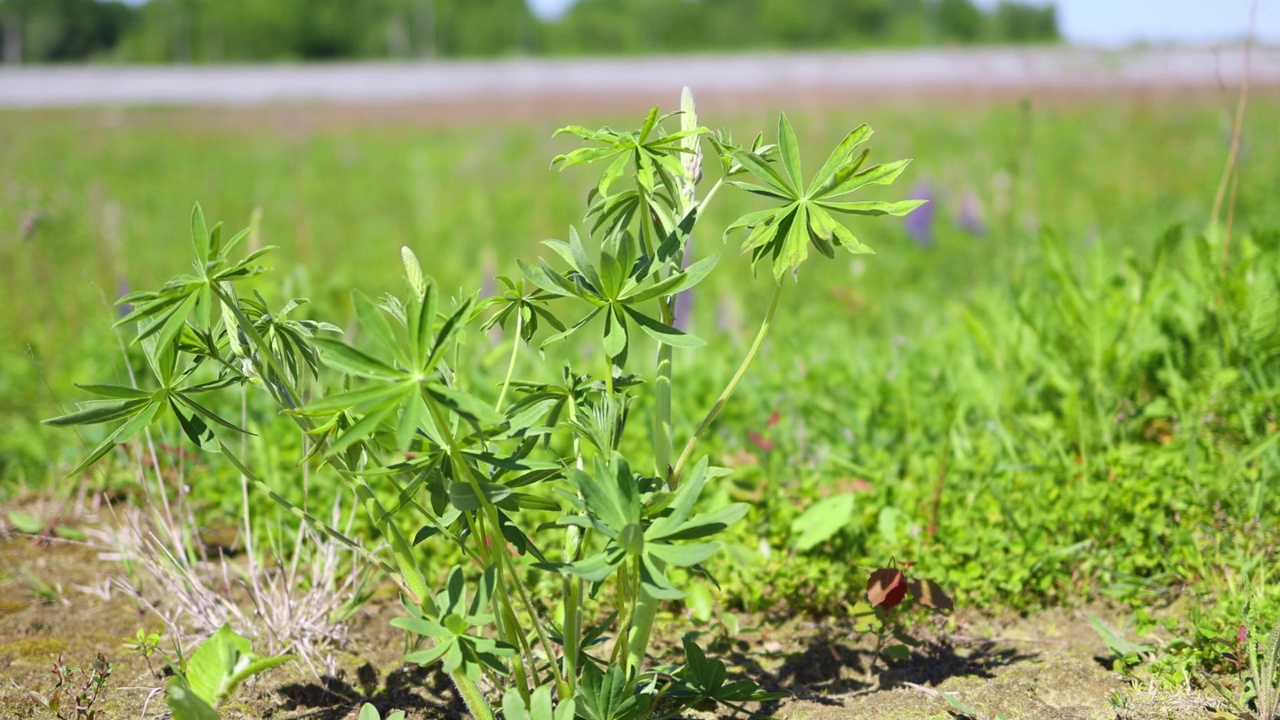 卢平花，蓝色紫色的羽扇豆盛开在绿色的田野，卢平花的叶子视频素材
