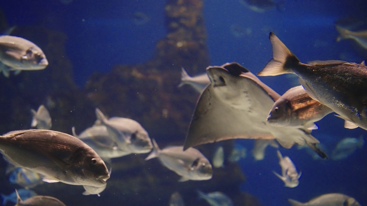 水族馆中各种鱼类的鱼群视频素材