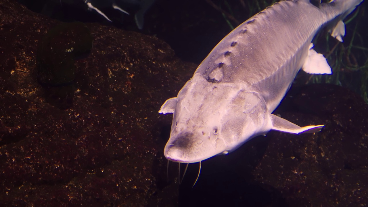 在水族馆里游泳的白鲟视频素材