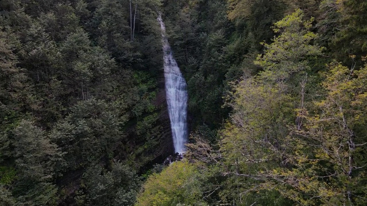 松树林和瀑布视频素材