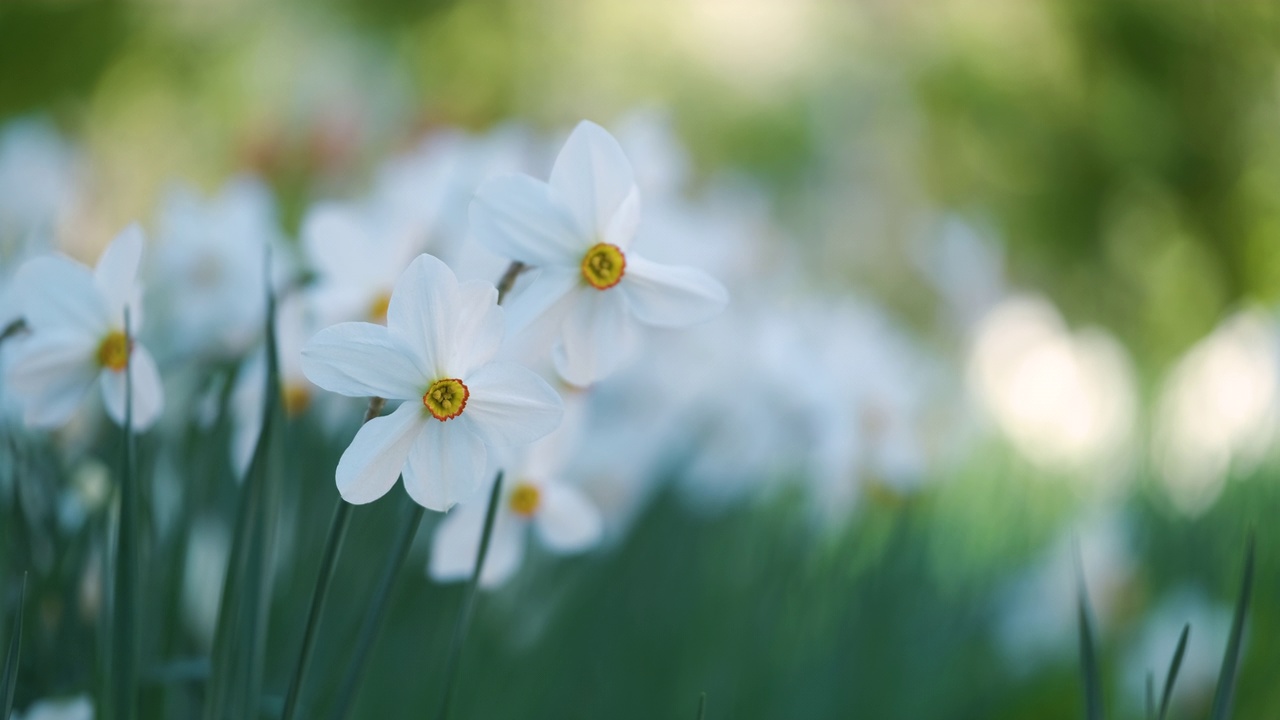 白嫩水仙花盛开在春天阳光明媚的花园里视频素材