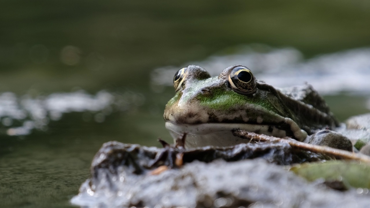 青蛙坐在河边的岸边的肖像，特写视频素材