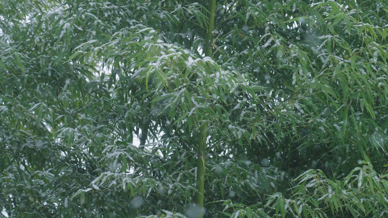 雪花飘落的竹林视频素材