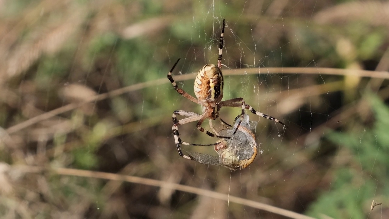 蜘蛛在网上抓住一只蜻蜓，并用茧包裹它，慢动作视频素材