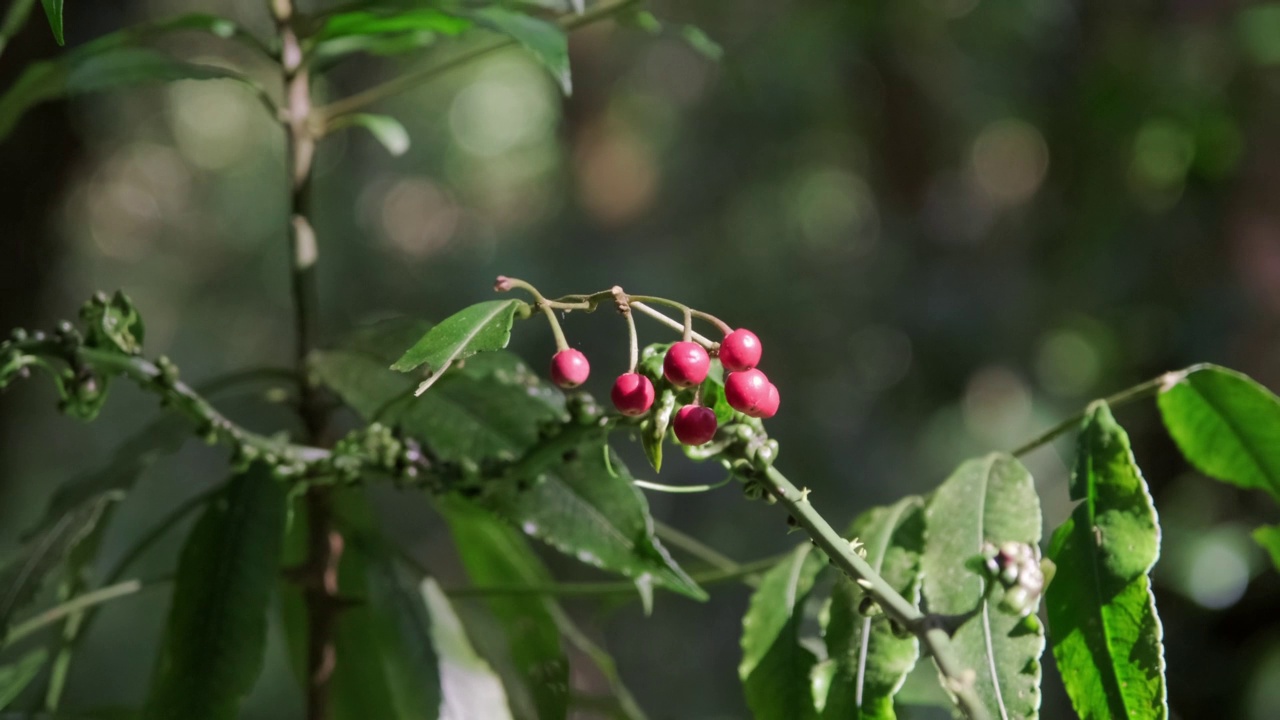 位于泰国清迈Doi Inthanon国家公园的Kew Mae Pan自然步道上的美丽的树木。视频素材