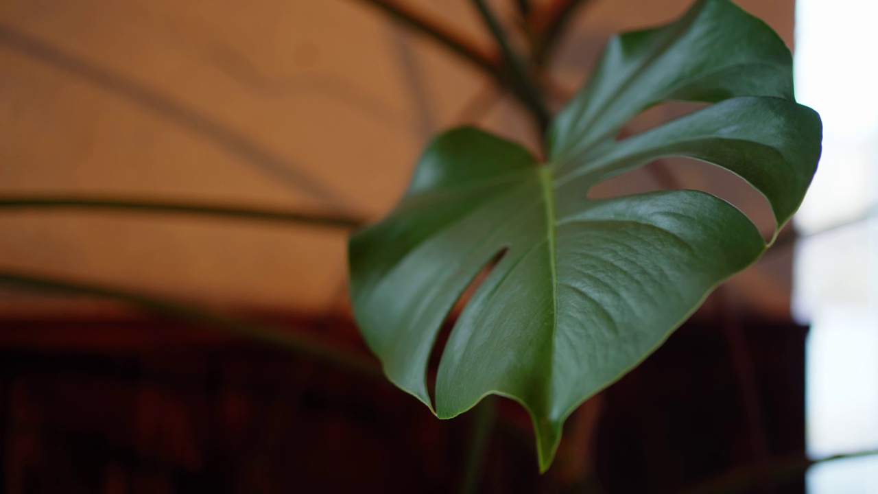 蔓生植物的叶子特写。房子的植物视频素材