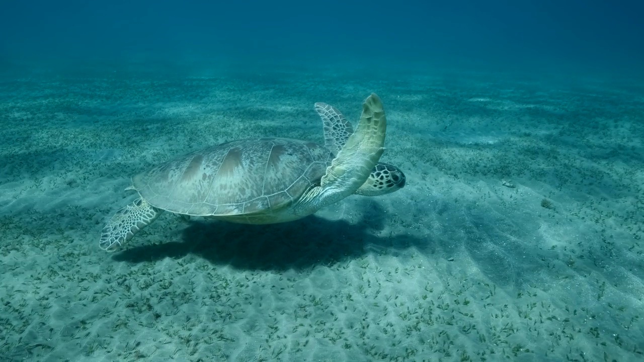 慢镜头，海龟在阳光下慢慢地飞在沙底之上。绿海龟(Chelonia mydas)游过海床。水下特写镜头，镜头向前移动到海龟身上。埃及红海视频素材