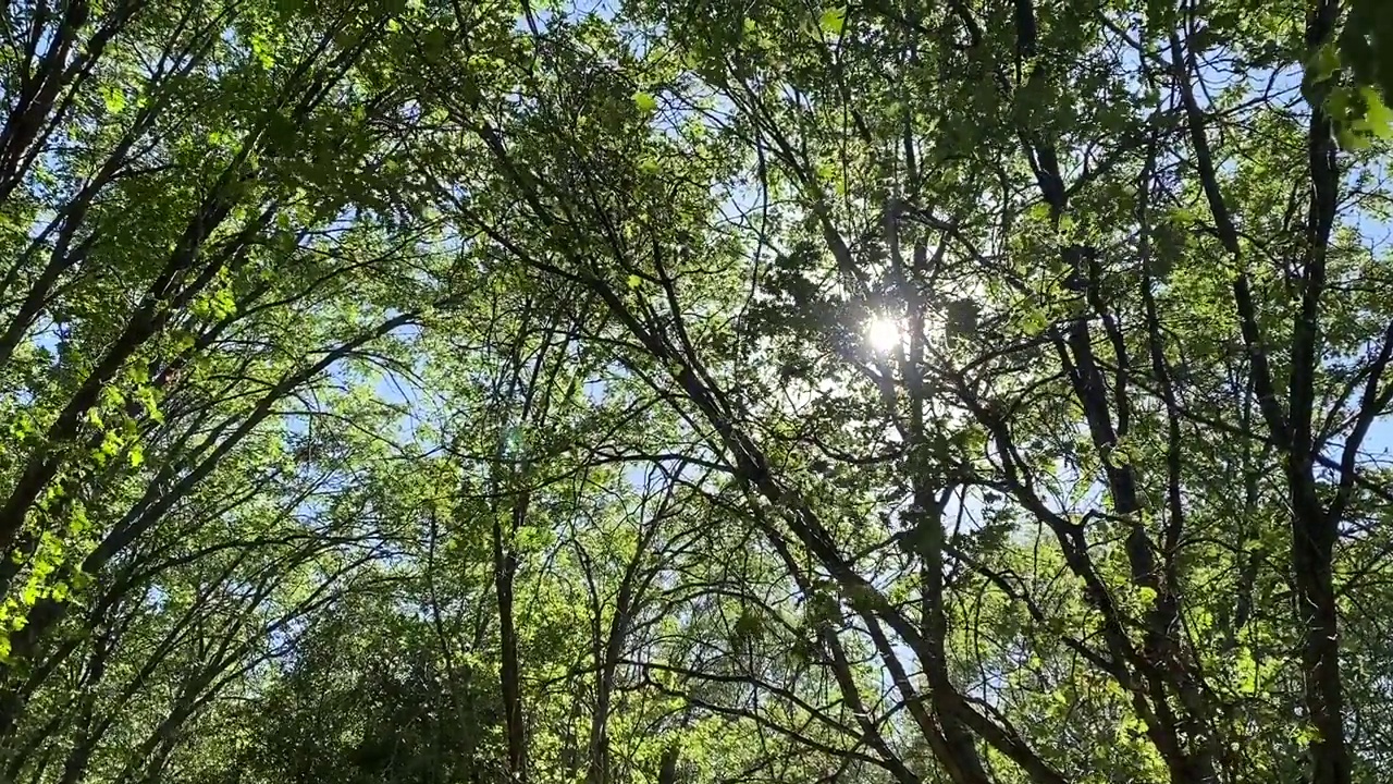 缓慢移动的微风穿过阳光明媚的树林，有阳光和阴影视频素材