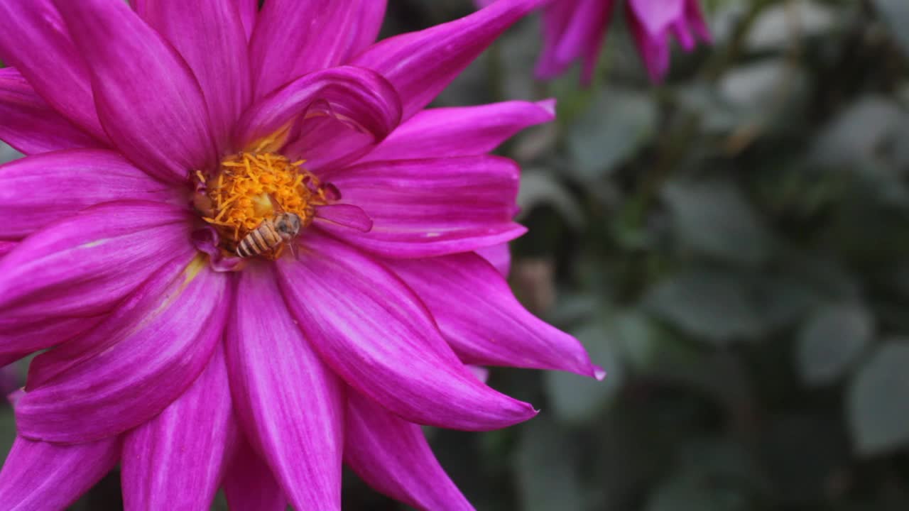 大丽花和蜜蜂视频素材