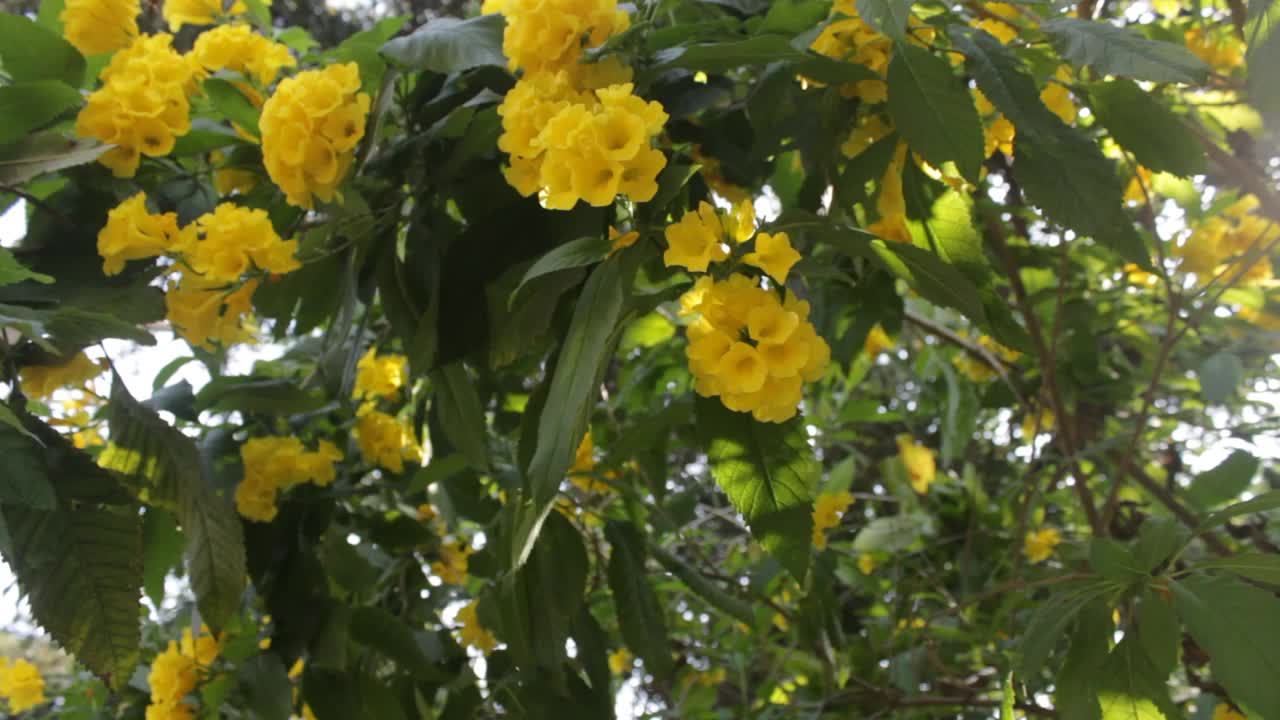 Tabebuia aurea是原产于南美的Tabebuia的一种视频下载