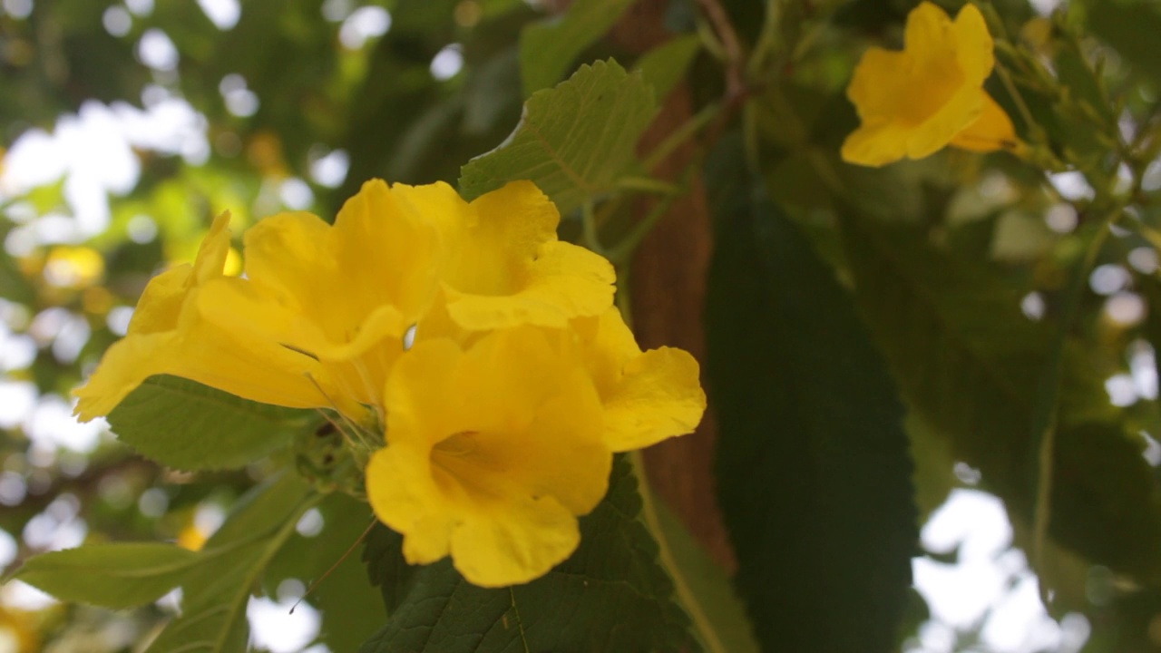 Tabebuia aurea是原产于南美的Tabebuia的一种视频下载