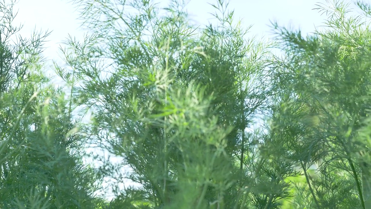 在背光的照射下，绿草的长而浓密的茎干生长在田野里视频素材