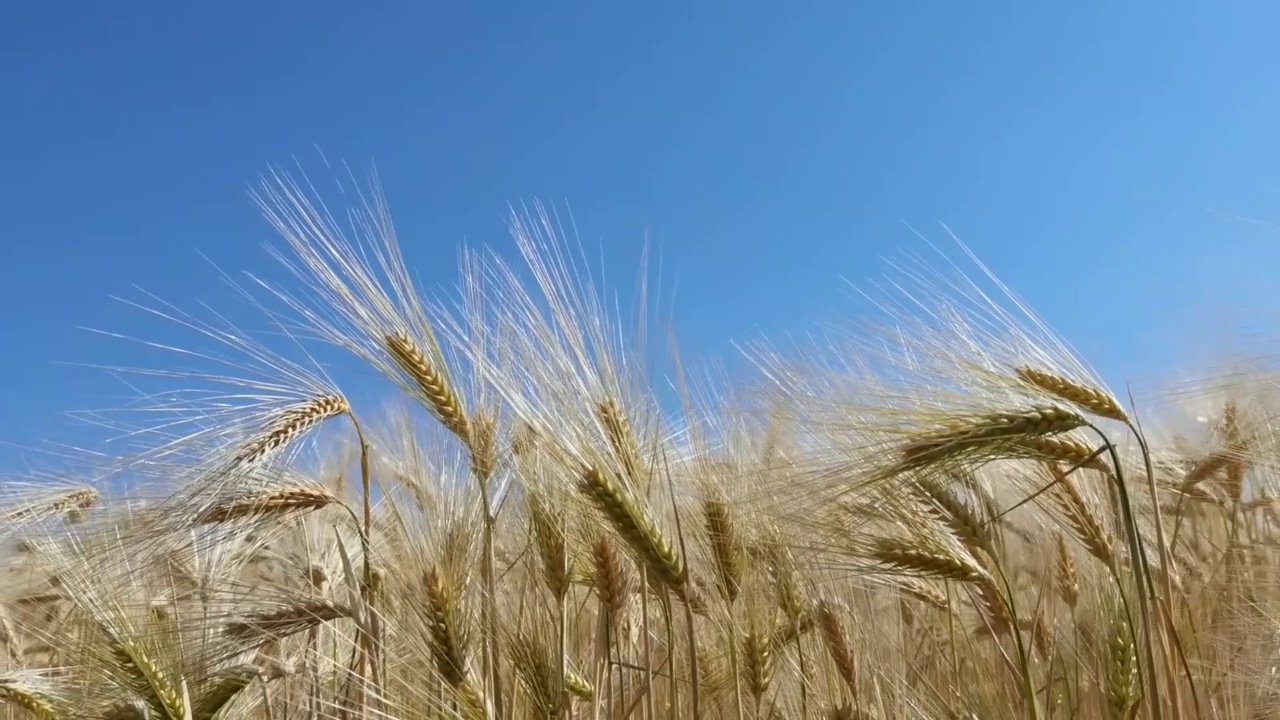 麦穗上的蓝天在夏天成熟黄色的天空视频素材