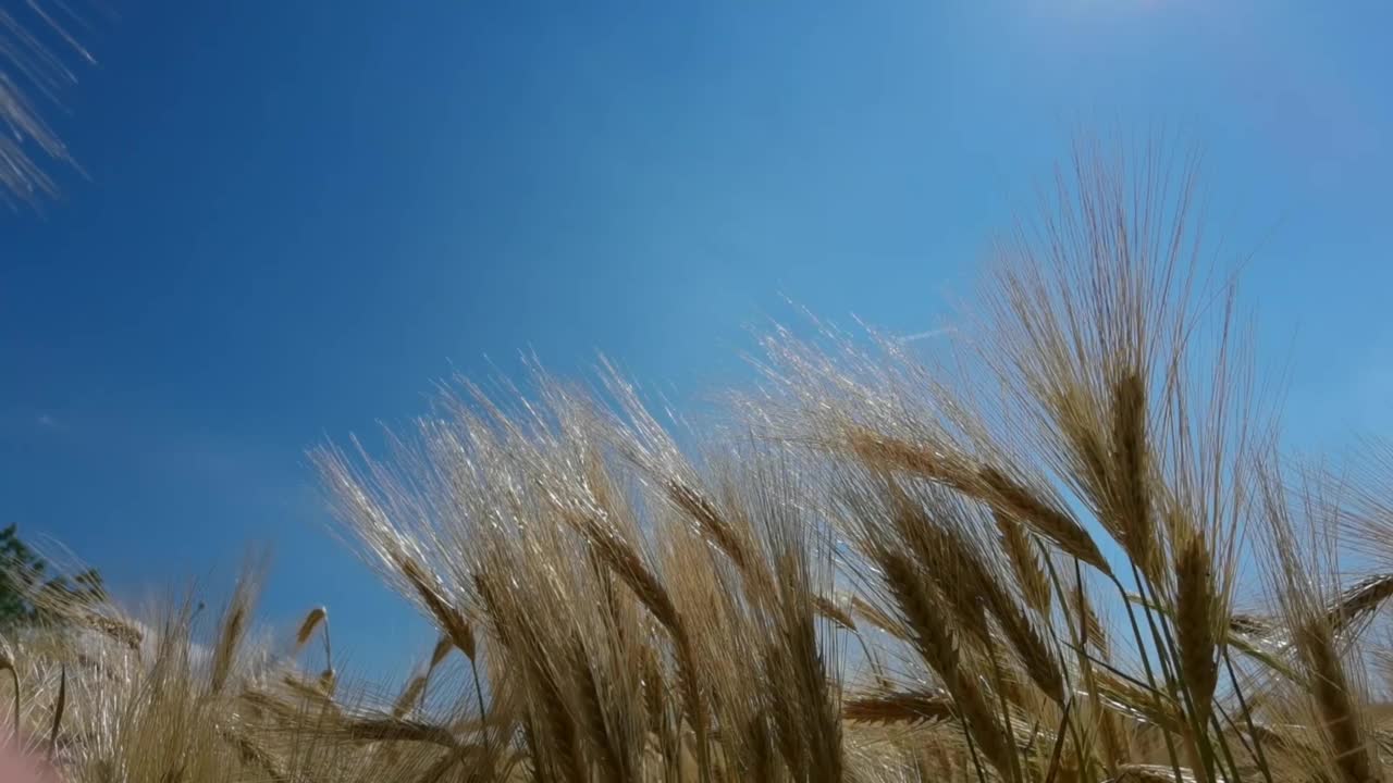 麦穗上的蓝天在夏天成熟黄色的天空视频下载