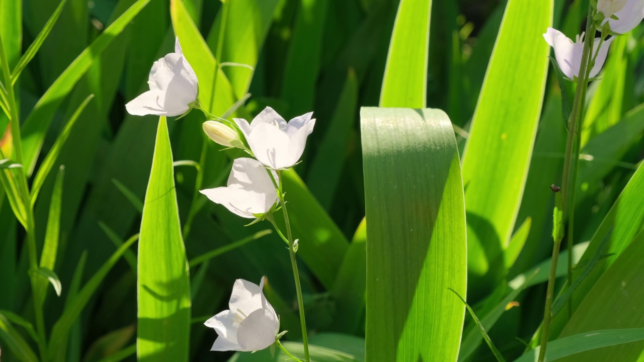 风铃在明媚的夏日里在花园里随风摇摆。户外生长的白色花手铃(Campanula Appeal的拉丁语，Campanula Muralis)。自然背景视频素材