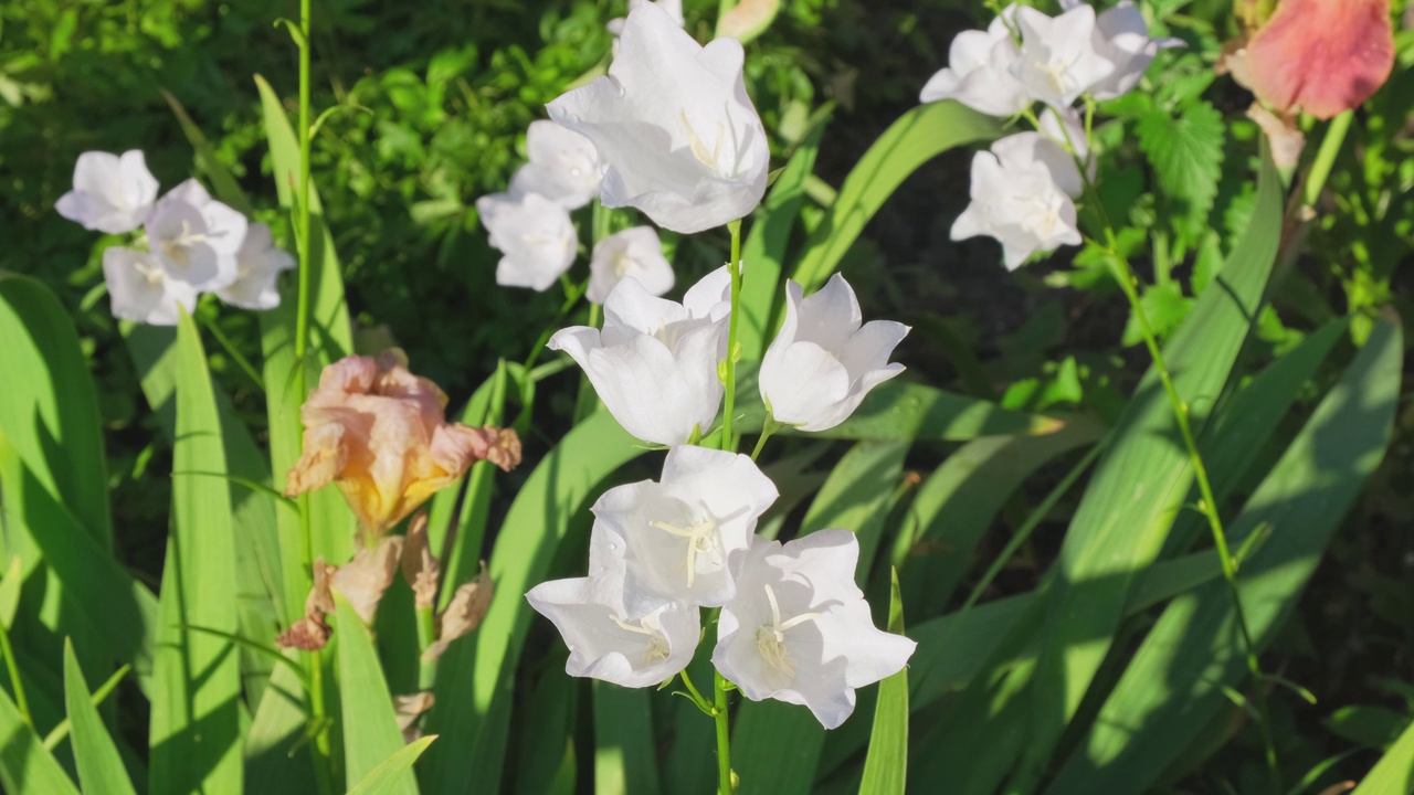 风铃在明媚的夏日里在花园里随风摇摆。户外生长的白色花手铃(Campanula Appeal的拉丁语，Campanula Muralis)。自然背景视频素材