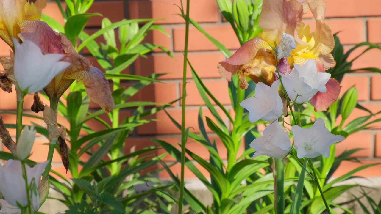 风铃在明媚的夏日里在花园里随风摇摆。户外生长的白色花手铃(Campanula Appeal的拉丁语，Campanula Muralis)。自然背景视频素材