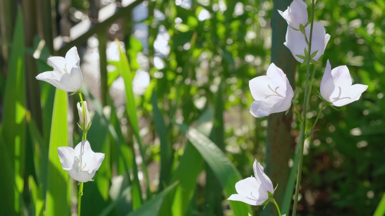 夏日阳光明媚，花园里风铃在风中摇曳。白花手铃(Campanula Appeal的拉丁文Campanula Muralis)，生长在户外。自然背景视频素材