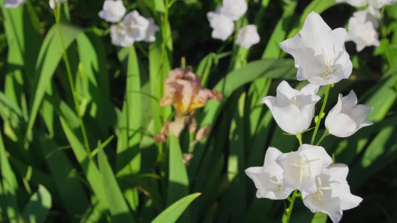 风铃在明媚的夏日里在花园里随风摇摆。户外生长的白色花手铃(Campanula Appeal的拉丁语，Campanula Muralis)。自然背景视频素材