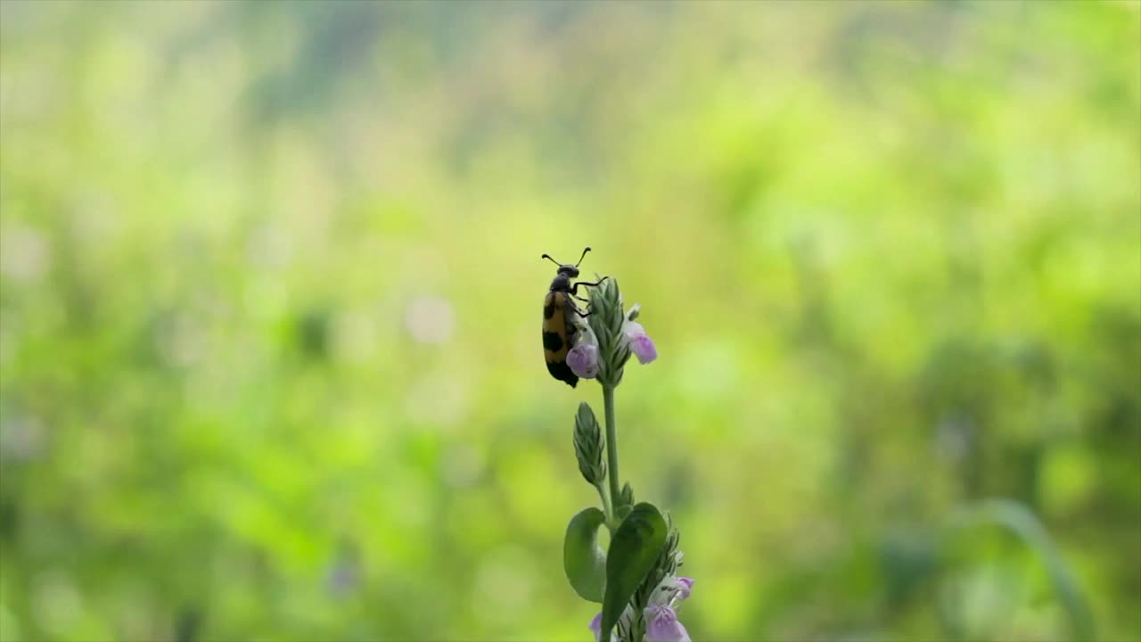 甲虫落在风中的树叶上视频素材