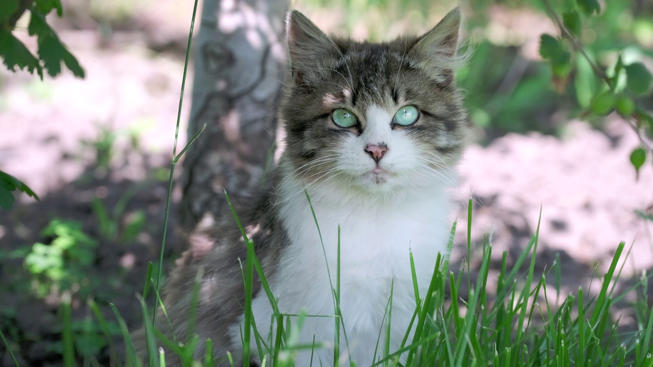 美丽的白色和灰色毛茸茸的猫的肖像。可爱的猫，绿色的大眼睛和长长的胡须看着相机，放松。特写镜头，微距镜头，慢镜头，户外镜头视频素材