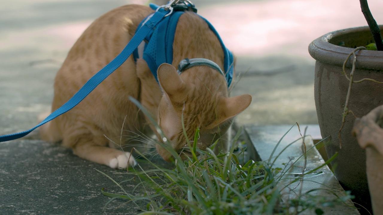 主人带着猫到屋外散步，让猫吃草。视频素材