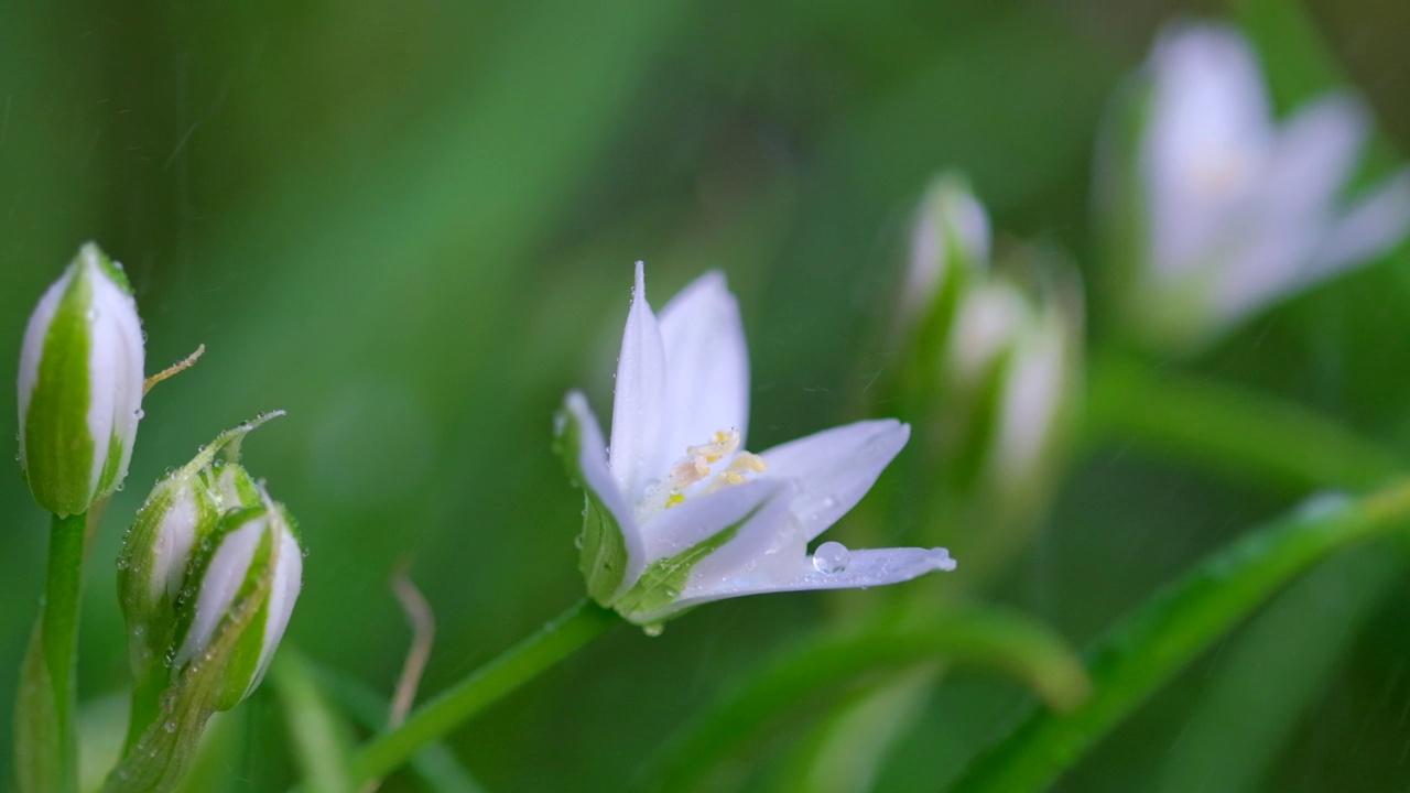 春天伯利恒星野花(Ornithogalum umbellatum -拉丁名)雨后。田野里有白色的草百合，开花植物。大自然模糊的花香春天背景。选择性对焦，慢动作视频素材