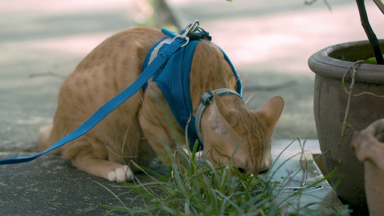 主人带着猫到屋外散步，让猫吃草。视频素材