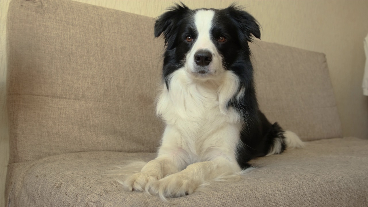 有趣的肖像小狗边境牧羊犬躺在沙发室内。可爱的宠物狗在家里的沙发上休息。宠物动物生命概念视频素材