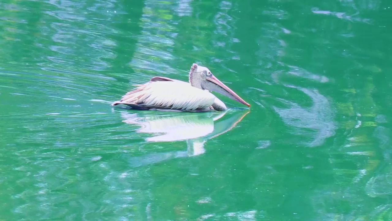 白鹈鹕在湖上游泳时喝水视频素材