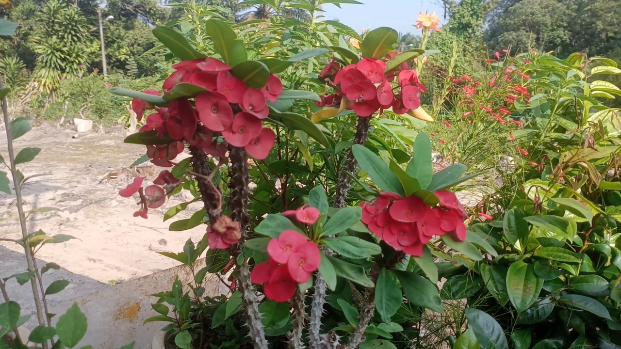 荆棘花冠视频素材