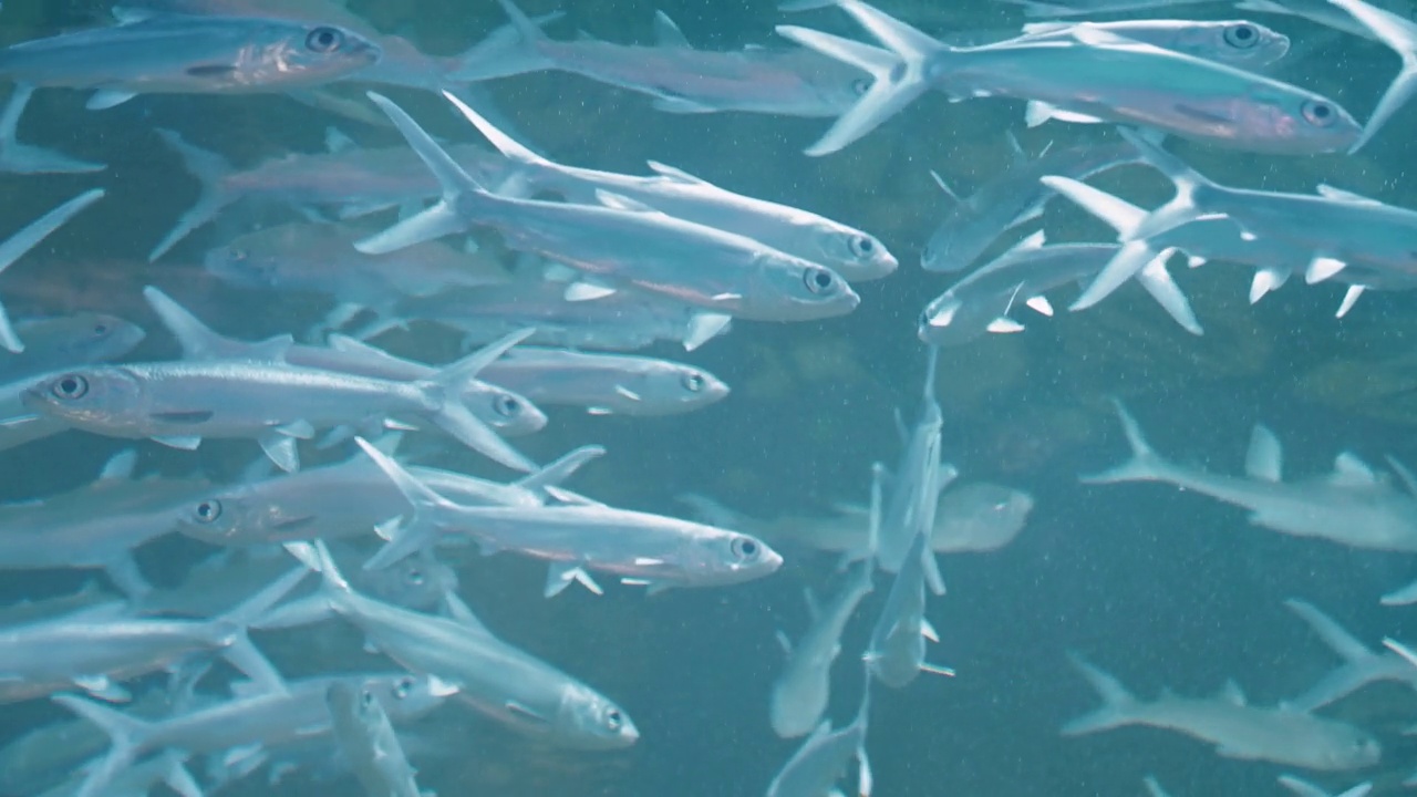 水族馆视频素材