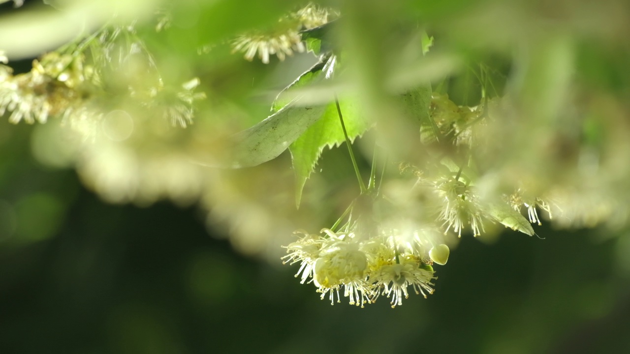 菩提树在开花，菩提花的特写。美丽新鲜的菩提树绿叶。雨滴落在其上的药用植物。多云的天气，雨后绿叶带着水珠视频素材