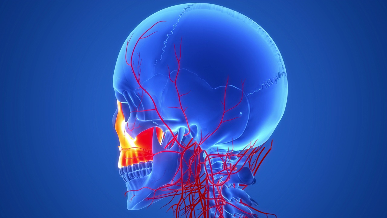 人体骨骼系统头骨骨骼部分上颌骨解剖动画概念视频素材