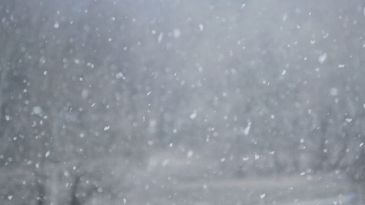 冬季森林的背景上的大雪，暴风雪，暴风雪视频素材