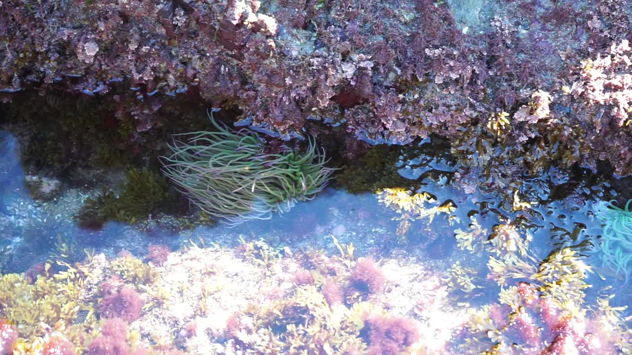 海葵随着海水的节奏移动视频下载